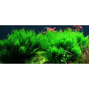 МОХ ОГОНЬ ФЛЕЙМ - Taxiphyllum sp