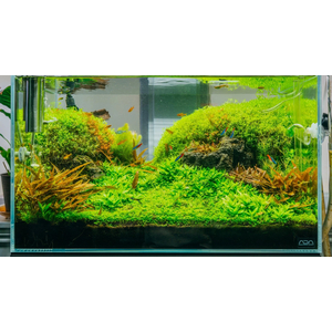 МИКРАНТЕМУМ МЕЛКОЛИСТНЫЙ - Micranthemum micranthemoides