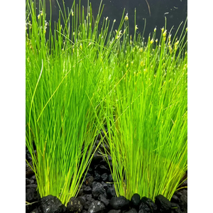 ЭЛЕОХАРИС ПАРВУЛА