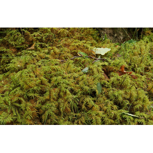 МОХ ЛИСТОСТЕБЕЛЬНЫЙ ДЛЯ ТЕРРАРИУМА - Hylocomium splendens