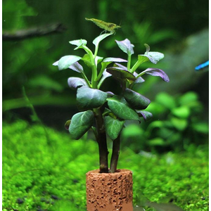 ЛОБЕЛИЯ КАРДИНАЛЬСКАЯ МАЛАЯ - Lobelia cardinalis Small Form