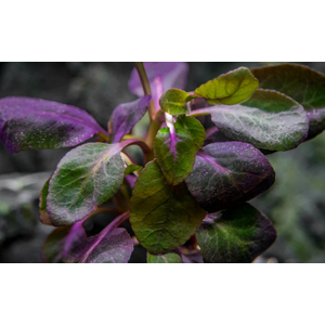 РАСТЕНИЕ на кочке ЛОБЕЛИЯ КАРДИНАЛЬСКАЯ