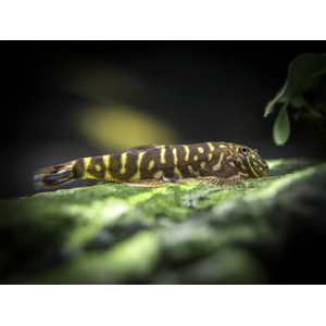 Gastromyzon viriosus — вид гастромизонов, эндемик острова Борнео. Принадлежит семейству Balitoridae.