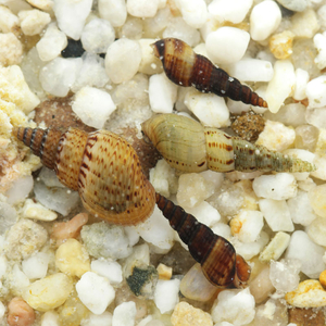 Thiara winteri (также известная как улитка прамбанан, spiked tower snail или spiky trumpet snail) — пресноводный моллюск из семейства Thiaridae.