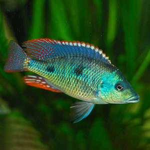 Otopharynx tetrastigma (отофаринкс тетрастигма) — африканская цихлида, эндемик озера Малави (Ньяса) в Восточной Африке.