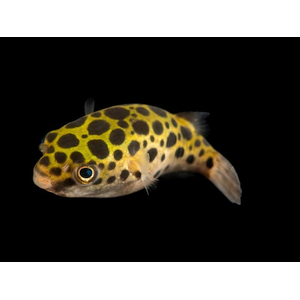 Tetraodon nigroviridis (зелёный тетраодон, Dichotomyctere nigroviridis) — солоноватоводная лучеперая рыба из семейства Иглобрюхие (Tetraodontidae).