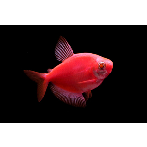 Тернеция гло красная (GloFish) — генетически модифицированная форма аквариумной рыбки тернеции (Gymnocorymbus ternetzi). Её отличительная особенность — способность к флуоресценции: под воздействием синего или ультрафиолетового освещения рыбки излучают свет.