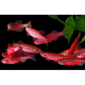 Данио Гло Алый Корал (Danio GloFish «Алый Корал») — генетически модифицированная форма аквариумных рыбок данио-рерио, отличающаяся ярким флуоресцентным свечением