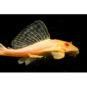Плекостомус альбинос (Hypostomus plecostomus) — крупный представитель семейства Лорикариевых (Кольчужных) сомов.