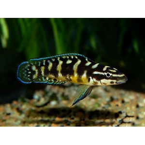 Юлидохромис Транскриптус (Julidochromis Transcriptus) — вид цихлид, известный также как масковый юлидохромис.