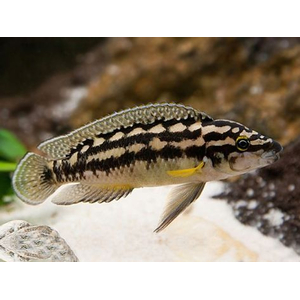 Юлидохромис Транскриптус (Julidochromis Transcriptus) — вид цихлид, известный также как масковый юлидохромис.