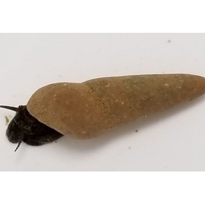 Tylomelania sp. Chocolate Poso Snail — это вид пресноводных улиток из рода Tylomelania, эндемичный для острова Сулавеси в Индонезии. В аквариумных условиях их также называют «шоколадными кроличьими улитками».