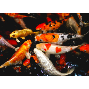 Карп кои (Cyprinus carpio haematopterus) — декоративная одомашненная форма амурского подвида сазана. Это результат многовековой селекции, в ходе которой были выведены разнообразные подвиды с уникальными окрасками и характеристиками.