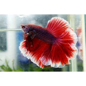 Петушок супердельта (Betta splendens «Super Delta») — селекционная форма сиамского петушка, отличающаяся особым строением хвостового плавника и яркой окраской.