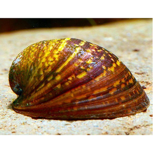 Улитка пресноводная красногубая (Nerritina sp.) — пресноводный брюхоногий моллюск из семейства Neritidae.