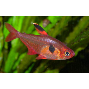 Hyphessobrycon sweglesi — вид тропических пресноводных лучепёрых рыб из семейства харациновых, известный как красный фантом (красный орнатус).