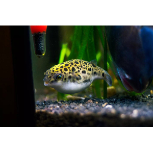 Tetraodon nigroviridis (зелёный тетраодон, Dichotomyctere nigroviridis) — солоноватоводная лучеперая рыба из семейства Иглобрюхие (Tetraodontidae).