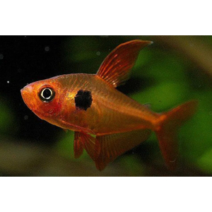 Hyphessobrycon sweglesi — вид тропических пресноводных лучепёрых рыб из семейства харациновых, известный как красный фантом (красный орнатус).