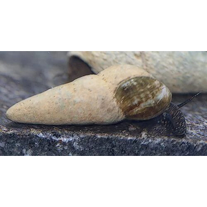 Tylomelania sp. Chocolate Poso Snail — это вид пресноводных улиток из рода Tylomelania, эндемичный для острова Сулавеси в Индонезии. В аквариумных условиях их также называют «шоколадными кроличьими улитками».