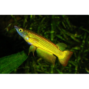 Aplocheilus lineatus (полосатая щучка, полосатая светлоглазка, линеатус) — тропическая пресноводная и солоноватоводная рыба из семейства аплохейловых отряда карпозубообразных.