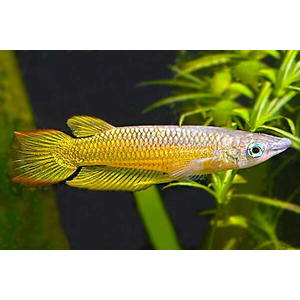 Aplocheilus lineatus (полосатая щучка, полосатая светлоглазка, линеатус) — тропическая пресноводная и солоноватоводная рыба из семейства аплохейловых отряда карпозубообразных.