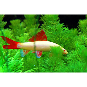 Epalzeorhynchos frenatum albino — альбиносная форма пресноводной лучепёрой рыбки из семейства Карповые, также известной как зелёный лабео или радужная акула.