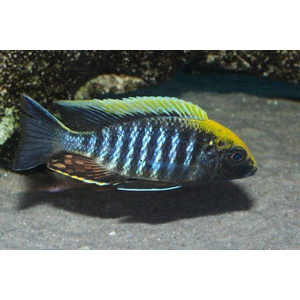 Аулонокара майланда (Aulonocara maylandi) — пресноводная рыба из семейства цихловых, эндемик озера Малави в Восточной Африке.