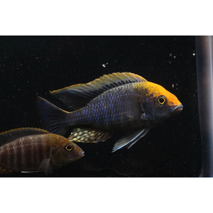 Аулонокара майланда (Aulonocara maylandi) — пресноводная рыба из семейства цихловых, эндемик озера Малави в Восточной Африке.