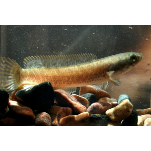 Channa limbata (также известный как карликовый змееголов или гранит-змееголов) — пресноводная рыба из рода змееголовов.