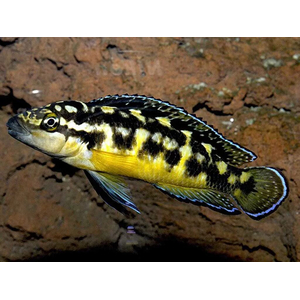 Юлидохромис Транскриптус (Julidochromis Transcriptus) — вид цихлид, известный также как масковый юлидохромис.