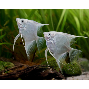 Скалярия бриллиантовая (Pterophyllum scalare diamond) — селекционная форма обыкновенной скалярии, отличающаяся особой красотой и особенностями внешнего вида.