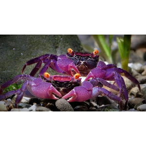 Краб-вампир пурпурный (Geosesarma dennerle) — миниатюрный декоративный краб, получивший название за необычный внешний вид.