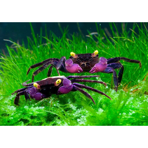 Краб-вампир пурпурный (Geosesarma dennerle) — миниатюрный декоративный краб, получивший название за необычный внешний вид.