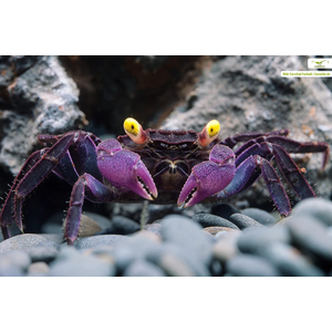 Краб-вампир пурпурный (Geosesarma dennerle) — миниатюрный декоративный краб, получивший название за необычный внешний вид.