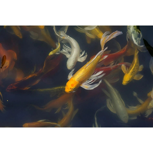 Карп кои (Cyprinus carpio haematopterus) — декоративная одомашненная форма амурского подвида сазана. Это результат многовековой селекции, в ходе которой были выведены разнообразные подвиды с уникальными окрасками и характеристиками.Карп кои (Cyprinus carpio haematopterus) — декоративная одомашненная форма амурского подвида сазана. Это результат многовековой селекции, в ходе которой были выведены разнообразные подвиды с уникальными окрасками и характеристиками.