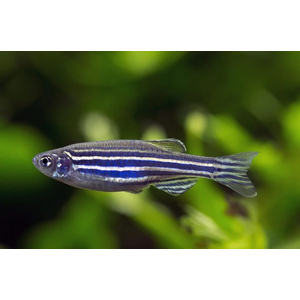 Данио Глофиш (GloFish) — генетически модифицированная форма рыбы данио рерио, обладающая флуоресцентной окраской. Название происходит от английских слов glow («сияние») и fish («рыба»).