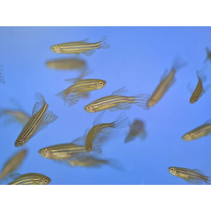 Данио - подходят для кормления другим рыбам, черепахам, тритонам, аксолотлям, лягушкам, змеям.