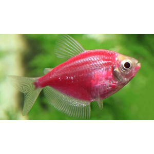 Тернеция GloFish розовая — генетически модифицированная форма тернеции (Gymnocorymbus ternetzi), получившая название от английских слов glow («сияющий», «свечение») и fish («рыба»). Отличительная особенность — флуоресцентная окраска, которая становится ярче при ультрафиолетовом или синем освещении.