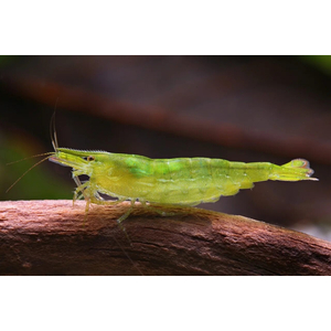 Жёлто-зелёная неокаридина (Neocaridina heteropoda Green) — аквариумная креветка.
