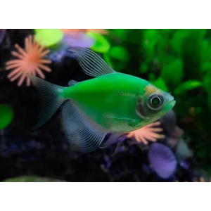 Тернеция GloFish салатовая — генетически модифицированная форма тернеции (Gymnocorymbus ternetzi) с внедрённым флуоресцентным белковым геном из морских организмов (медуз или кораллов). Благодаря этому рыбки светятся в темноте или при ультрафиолетовом или синем освещении.
