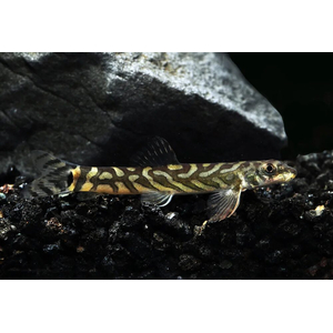 Mesonoemacheilus triangularis (вьюн Зодиак, Zodiac Loach) — пресноводная рыба из семейства Nemacheilidae (гольцовые).