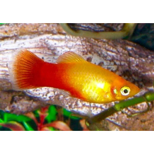 Пецилия Сансет (Platy Sunset, Xiphophorus maculatus) — селекционная форма пецилии, популярная среди аквариумистов благодаря яркой окраске, миролюбивому характеру и неприхотливости в уходе.