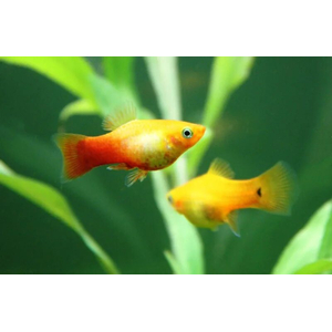 Пецилия Сансет (Platy Sunset, Xiphophorus maculatus) — селекционная форма пецилии, популярная среди аквариумистов благодаря яркой окраске, миролюбивому характеру и неприхотливости в уходе.