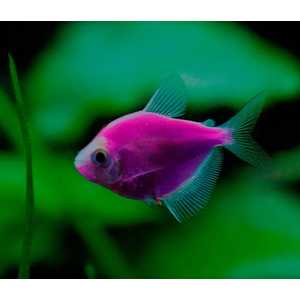 Тернеция GloFish «Ежевичная» (Gymnocorymbus ternetzi) — генетически модифицированная аквариумная рыбка, отличительная особенность которой — флуоресценция, то есть способность излучать свет под воздействием синего или ультрафиолетового освещения. Название происходит от английских слов glow («сияющий», «свечение») и fish («рыба»).