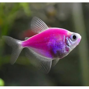 Тернеция GloFish «Ежевичная» (Gymnocorymbus ternetzi) — генетически модифицированная аквариумная рыбка, отличительная особенность которой — флуоресценция, то есть способность излучать свет под воздействием синего или ультрафиолетового освещения. Название происходит от английских слов glow («сияющий», «свечение») и fish («рыба»).