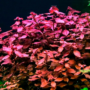Людвигия мини супер ред (Ludwigia «Mini Super Red») — аквариумное растение, которое отличается яркой красной окраской листьев и компактной формой.