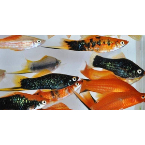 Меченосец (Xiphophorus hellerii) — живородящая лучеперая рыба из семейства пецилиевых. Получила название благодаря характерному удлинённому хвостовому плавнику у самцов, напоминающему меч.