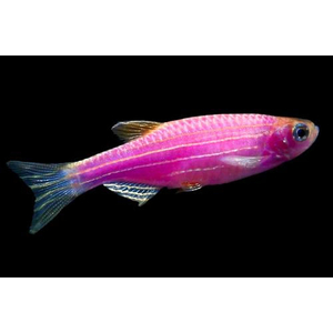 Данио Глофиш (Danio Glofish) — генетически модифицированная аквариумная рыбка, способная люминесцировать в лучах естественного и искусственного освещения. Это вид пресноводных флуоресцирующих лучепёрых рыб из семейства Карповых, рода Данио.