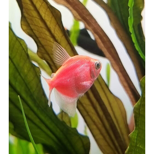 Тернеция GloFish розовая — генетически модифицированная форма тернеции (Gymnocorymbus ternetzi), получившая название от английских слов glow («сияющий», «свечение») и fish («рыба»). Отличительная особенность — флуоресцентная окраска, которая становится ярче при ультрафиолетовом или синем освещении.