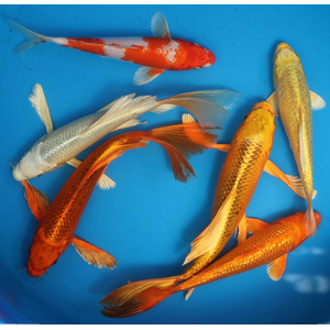 Карп кои (Cyprinus carpio haematopterus) — декоративная одомашненная форма амурского подвида сазана. Это результат многовековой селекции, в ходе которой были выведены разнообразные подвиды с уникальными окрасками и характеристиками.